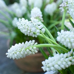 Muscari Aucheri 'White Magic', Traditional white garden, white spring flowers, grape hyacinths, Muscari botryoides, Anemone blanda white splendour, narcissus Thalia, narcissus bridal Crown, Snowdrops, Galanthus Nivalis, Leucojum Gravetye Giant